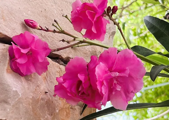 Dobri Dupin * Posedarje