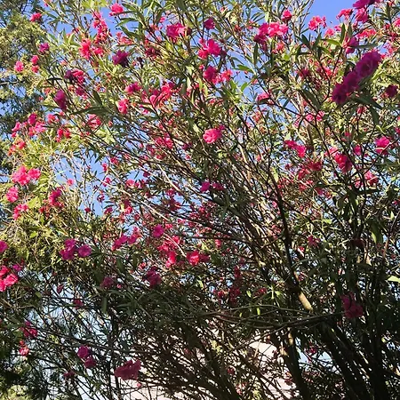 Nyaraló Dobri Dupin *