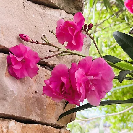 Dobri Dupin * Posedarje