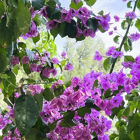 Dobri Dupin Nyaraló