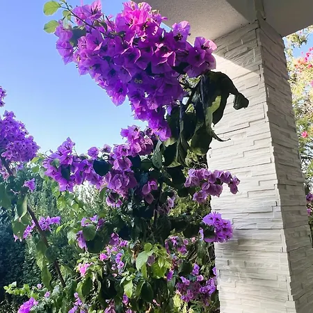 Dobri Dupin Nyaraló Posedarje