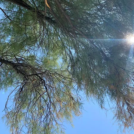 Dobri Dupin Nyaraló *