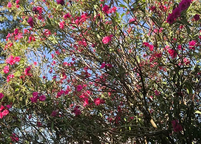 Prázdninový dům Dobri Dupin *