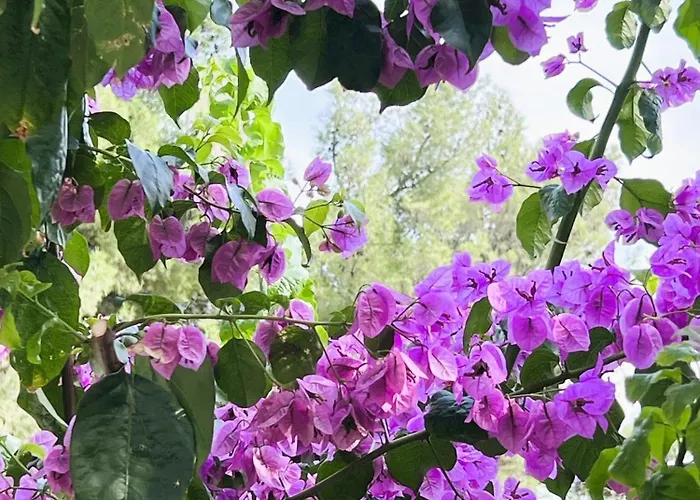 Dobri Dupin Prázdninový dům